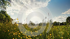 Meadow with wild flowers and blue sky