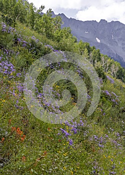 Meadow of wild flowers in Colorado