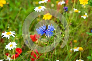 Meadow with wild flowers