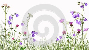 Meadow with wild flowers, isolated photo