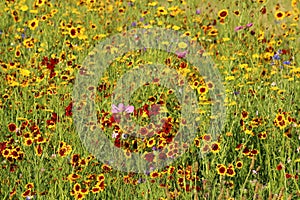 Meadow with wild flowers