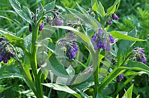 In the meadow, the comfrey Symphytum officinale is blooming photo