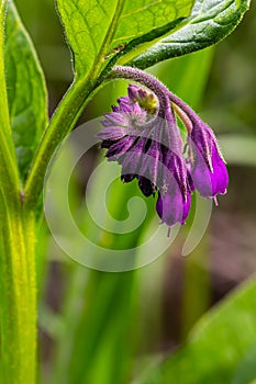 In the meadow, among wild herbs the comfrey Symphytum officinale is blooming