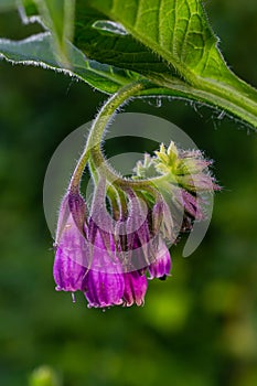 In the meadow, among wild herbs the comfrey Symphytum officinale is blooming