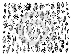 Meadow wild herbs, floral twigs branches silhouettes set