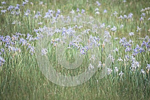 Meadow Of Wild Iris Flowers