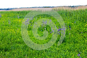 Meadow with wild iris flowers