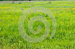 Meadow with wild iris flowers