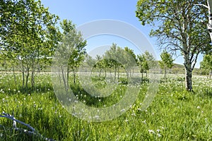 A Meadow of Wild Irises Blended Into A Grove of Quaking Aspens