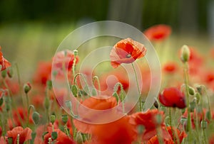 meadow of wild poppies