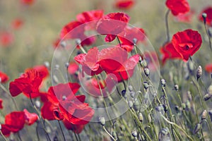 in the meadow - wild poppy flowers