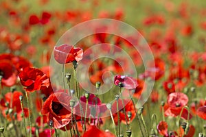 in the meadow - wild poppy flowers