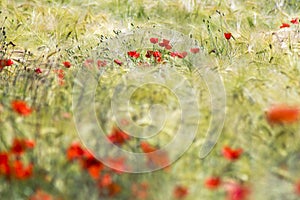 in the meadow - wild poppy flowers