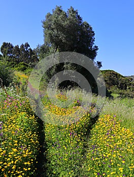 Meadow of wild spring flowers and Eucalyptus trees, Oeiras, Lisbon, Portugal.