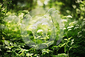 Meadow with wildflowers. Spring or summer season nature abstract background with grass and bokeh lights.