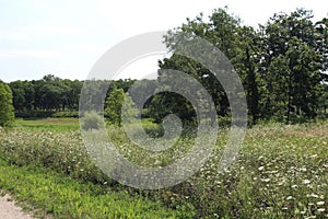 A meadow of wildflowers in front of a forest at Ethel`s Woods Forest Preserve in Illinois