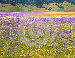 Meadow Wildflowers and Mountains