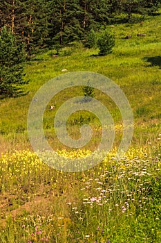 Meadow with wildflowers in the mountains in summer. Nature of Eastern Siberia, Russia.