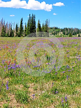 Meadow of Wildflowers near Brian Head Peak photo