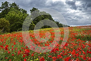 Meadow of Wildflowers - Yorkshire - England