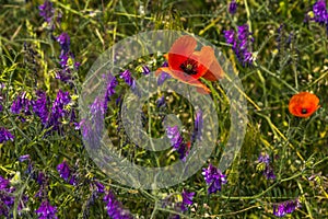 Meadow with wildflowers â€“ red poppies and purple Vicia cracca