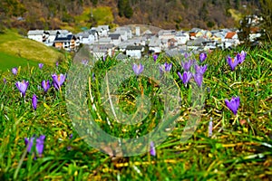 Meadow wit purple spring crocus (Crocus vernus) flowers