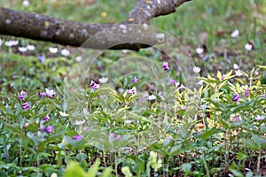 Meadow of wood anemones in spring