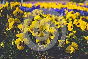 Meadow of yellow and blue pansies
