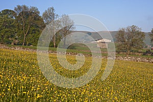 Meadow of yellow buttercups