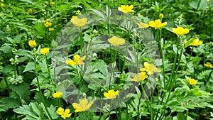 Meadow with yellow buttercups in summer.