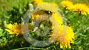 Meadow of yellow dandelion flowers on green grass background in the morning sun.