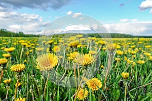 Meadow with yellow dandelions and a blue sky with clouds