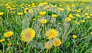 Meadow with yellow dandelions Meadow with yellow dandelions.