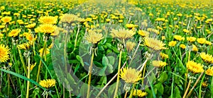 Meadow with yellow dandelions. Meadow with yellow dandelions.