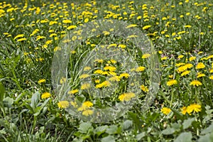 Meadow with yellow dandelions. Spring flowers