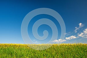 Meadow of yellow flowers on blue sky background.