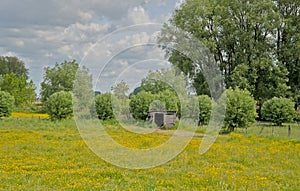 Meadow with yellow flowers and green trees in the Flemish countryside