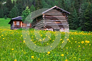 Meadow with yellow globe flowers and wooden cabins in the background in Dolomites