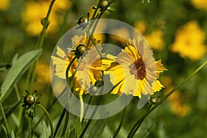 Meadow of yellow lanceleaf tickseed (coreopsis lanceolata) wildflowers in the sunshine