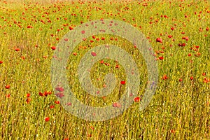 Meadow with yellow wheat and red poppy flowers