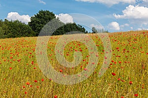 Meadow with yellow wheat and red poppy flowers