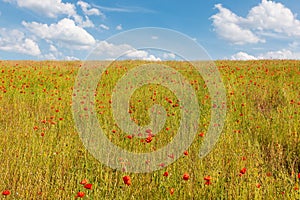 Meadow of yellow wheat and red poppy flowers under blue sky with clouds