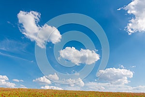 Meadow with yellow wheat and red poppy flowers under the bright blue sky in summer