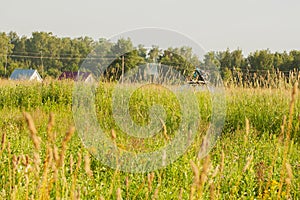 Meadow with yellow wild flowers near houses in rural areas .