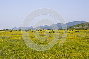 Meadow with yellow wildflowers and distant mountains