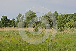 Meadow with yellow wildflowers, reed and poplar trees in the flemish countryside