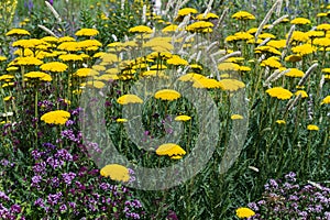 Meadow of yellow yarrows photo