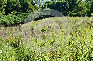 The Meadoway in Scarborough, Ontario. photo