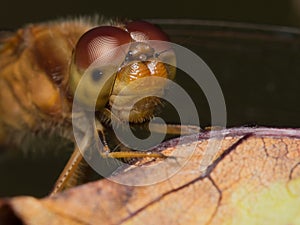 Meadowhawk Dragonfly