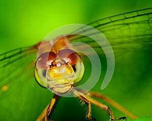 Meadowhawk Dragonfly